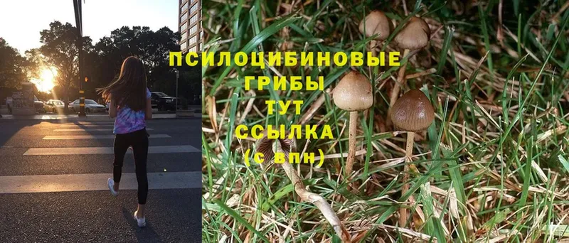 ссылка на мегу зеркало  Злынка  Псилоцибиновые грибы Psilocybine cubensis 